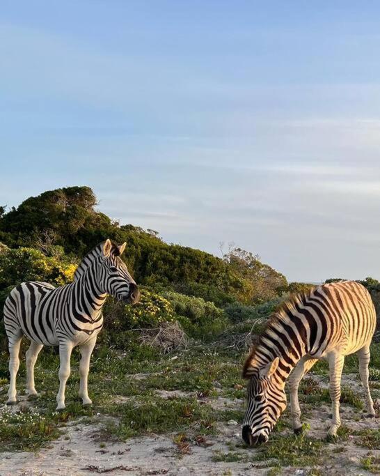 Ocean Retreat, Romansbaai Gansbaai Eksteriør billede